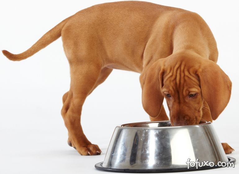 Comida quente pode fazer mal para os cães?