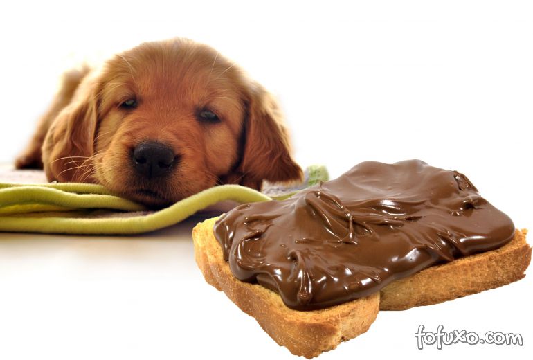 O que fazer quando o cão come chocolate?