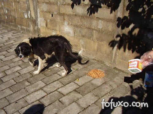 Блог им. VitorPkb2495: Saúde Do Cachorro Em Fatos