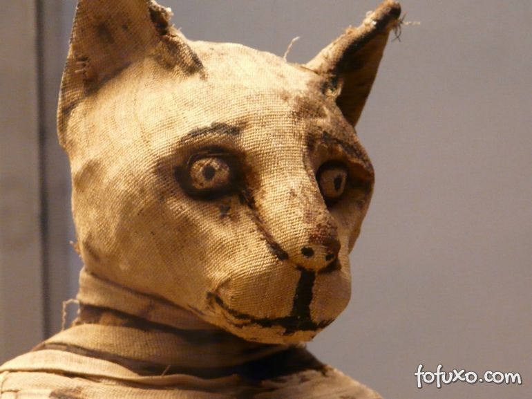 Entenda a importÃ¢ncia dos gatos no antigo Egito